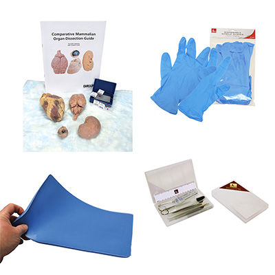 Biology Dissection Kit - ** Online